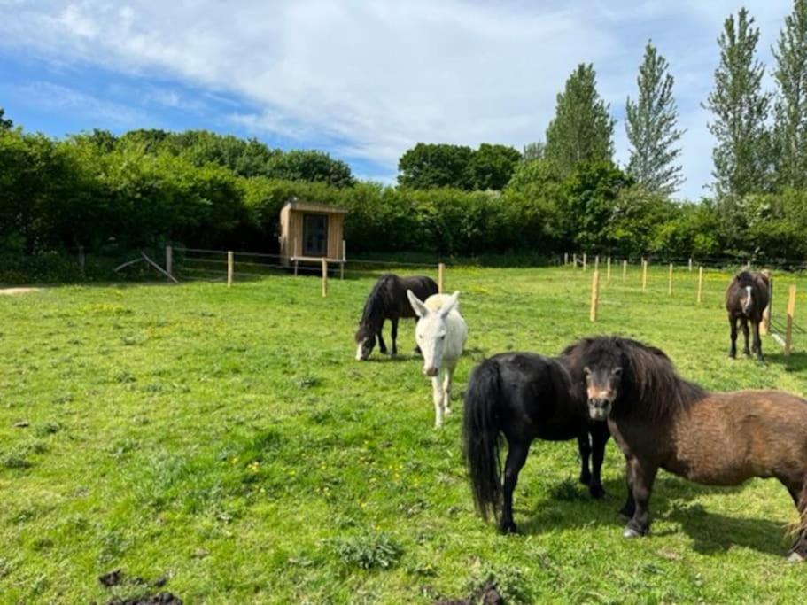 Neddys Rest Luxury Horsebox Stay Баттл Екстер'єр фото