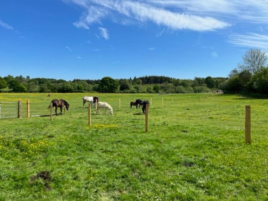 Neddys Rest Luxury Horsebox Stay Баттл Екстер'єр фото