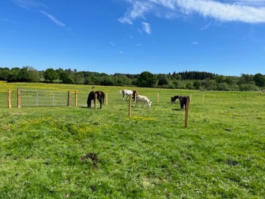Neddys Rest Luxury Horsebox Stay Баттл Екстер'єр фото